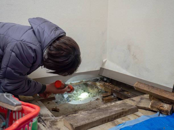 Best Environmental Consulting for Mold Prevention  in Girard, OH