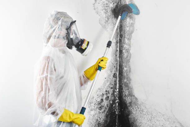  Girard, OH Mold Removal Pros