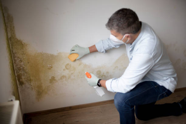 Reliable Girard, OH Mold Removal Solutions